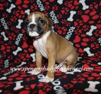 Finn, a male Boxer for sale in Cabool, MO – Photo 2 of 10