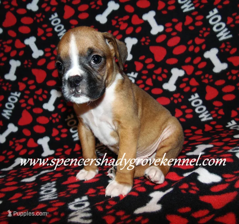 Finn – Boxer puppy for sale in Cabool, MO