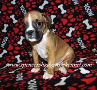 Finn, a male Boxer for sale in Cabool, MO – Photo 1 of 10
