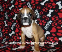 Finn, a male Boxer for sale in Cabool, MO – Photo 7 of 10