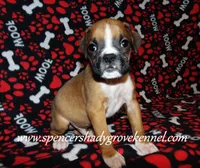 Finn, a male Boxer for sale in Cabool, MO – Photo 6 of 10