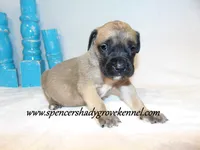Hulk, a male English Mastiff for sale in Cabool, MO – 9 of 10