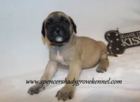 Hayes, a male English Mastiff for sale in Cabool, MO – 7 of 10