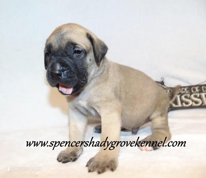 Hoss – English Mastiff puppy for sale in Cabool, MO