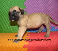 Delta , a female English Mastiff for sale in Cabool, MO – 8 of 10