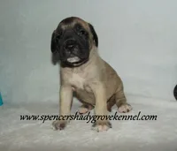Hunter, a male English Mastiff for sale in Cabool, MO – 4 of 10
