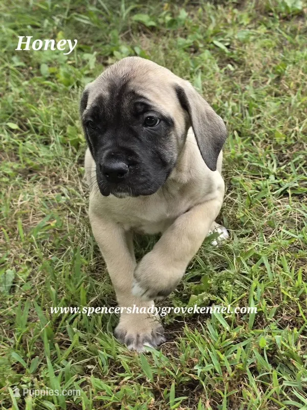 Honey – English Mastiff puppy for sale in Cabool, MO