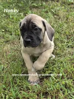 Honey, a female English Mastiff for sale in Cabool, MO – 2 of 10