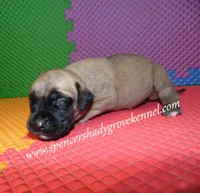 Hailey, a female English Mastiff for sale in Cabool, MO – 10 of 10