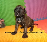Darby, a female English Mastiff for sale in Cabool, MO – 7 of 10