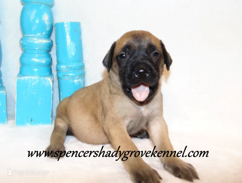 Hazel – English Mastiff puppy for sale in Cabool, MO