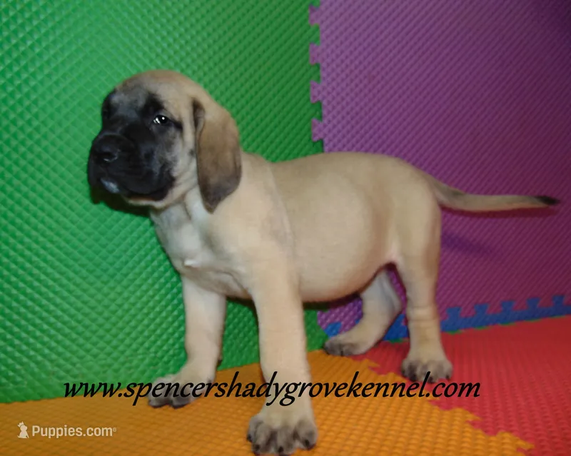 Dozer – English Mastiff puppy for sale in Cabool, MO