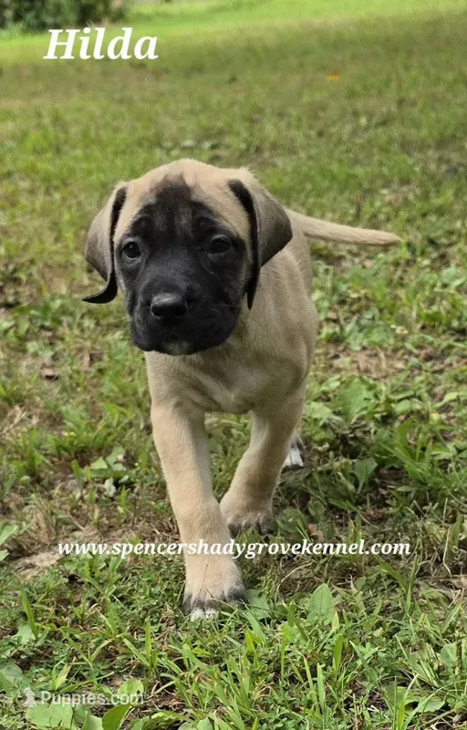 Hilda – English Mastiff puppy for sale in Cabool, MO