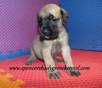 Dozer, a male English Mastiff for sale in Cabool, MO – 10 of 10