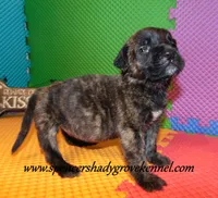 Dahlia, a female English Mastiff for sale in Cabool, MO – 7 of 10