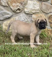 Holly, a female English Mastiff for sale in Cabool, MO – 2 of 10