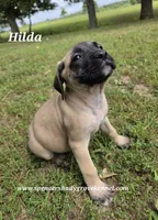 Hilda, a female English Mastiff for sale in Cabool, MO – 3 of 10