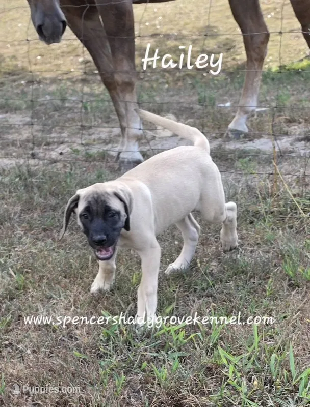 Hailey – English Mastiff puppy for sale in Cabool, MO