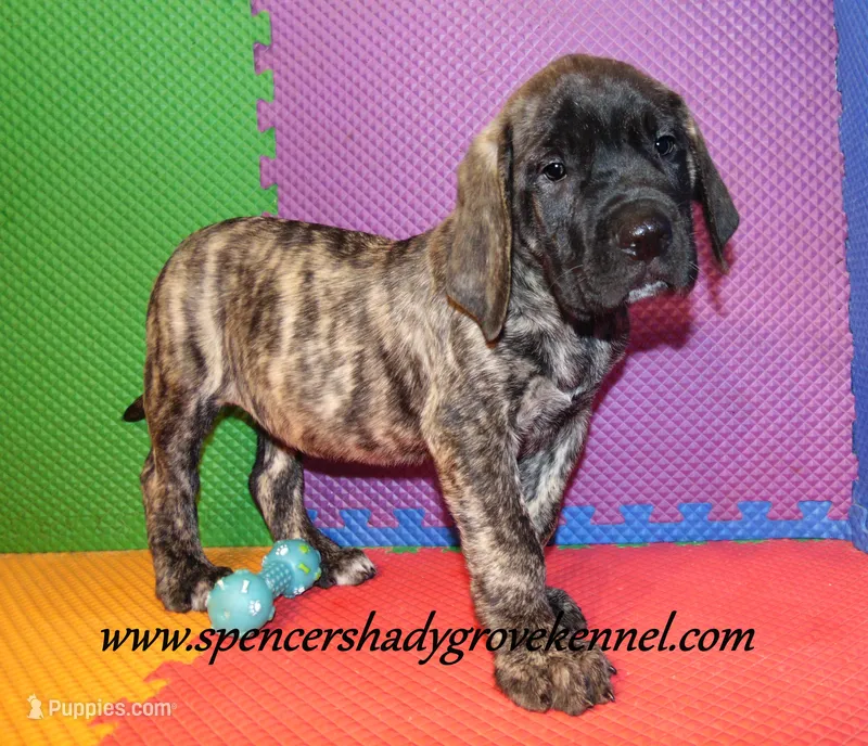 Dakota – English Mastiff puppy for sale in Cabool, MO