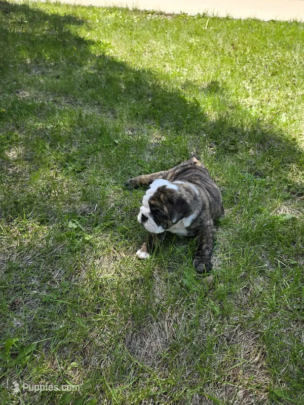 Lilac – English Bulldog puppy for sale in Swisher, IA