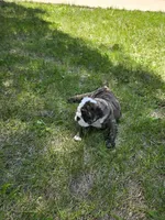 Lilac, a female English Bulldog for sale in Swisher, IA – 1 of 4