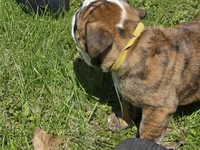 Daisy , a female English Bulldog for sale in Swisher, IA – 3 of 4