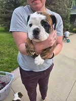 Daisy , a female English Bulldog for sale in Swisher, IA – 2 of 4