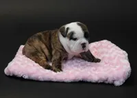 Lilac, a female English Bulldog for sale in Swisher, IA – 4 of 4