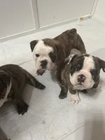 Dahlia , a female English Bulldog for sale in Swisher, IA – 4 of 5
