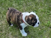 Dahlia , a female English Bulldog for sale in Swisher, IA – 3 of 5