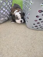 Lilac, a female English Bulldog for sale in Swisher, IA – 2 of 4