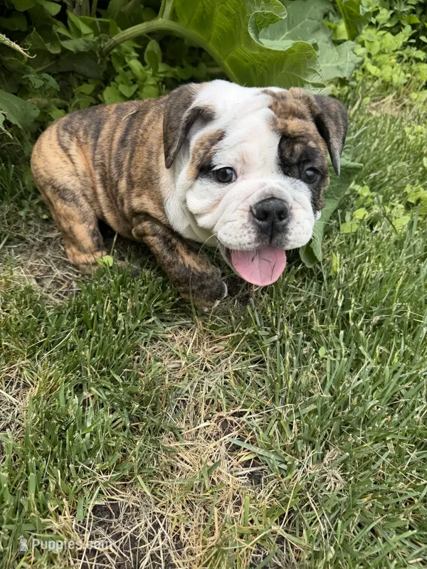 Lilac – English Bulldog puppy for sale in Swisher, IA