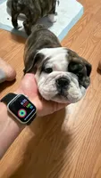 Lilac, a female English Bulldog for sale in Swisher, IA – 3 of 4