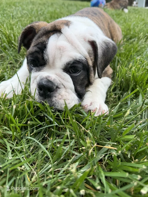 Dahlia  – English Bulldog puppy for sale in Swisher, IA