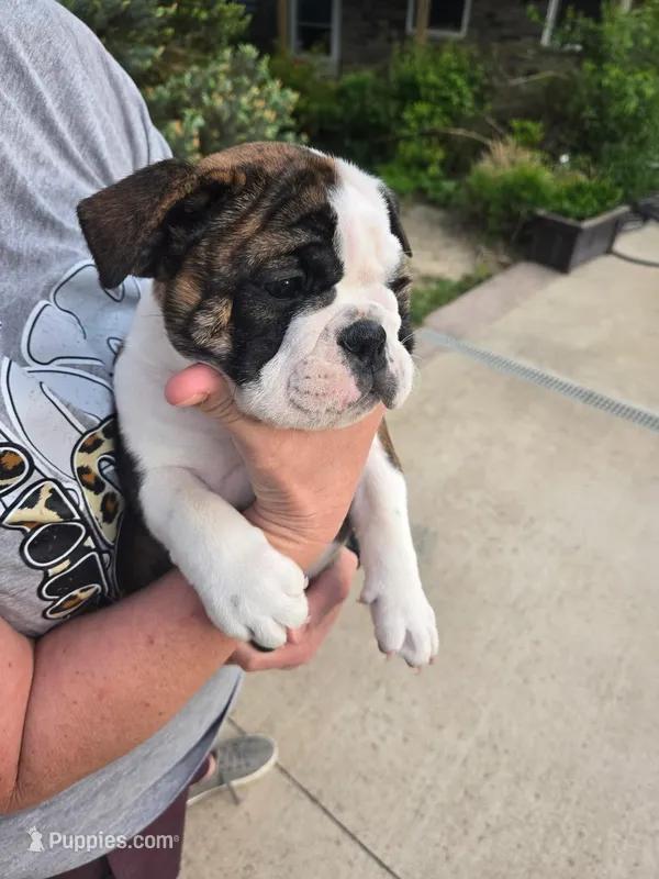Dahlia  – English Bulldog puppy for sale in Swisher, IA