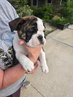 Dahlia , a female English Bulldog for sale in Swisher, IA – 1 of 5