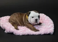 Daisy , a female English Bulldog for sale in Swisher, IA – 4 of 4