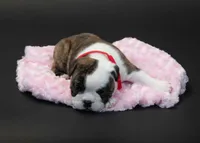 Dahlia , a female English Bulldog for sale in Swisher, IA – 5 of 5