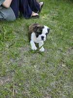 Dahlia , a female English Bulldog for sale in Swisher, IA – 2 of 5