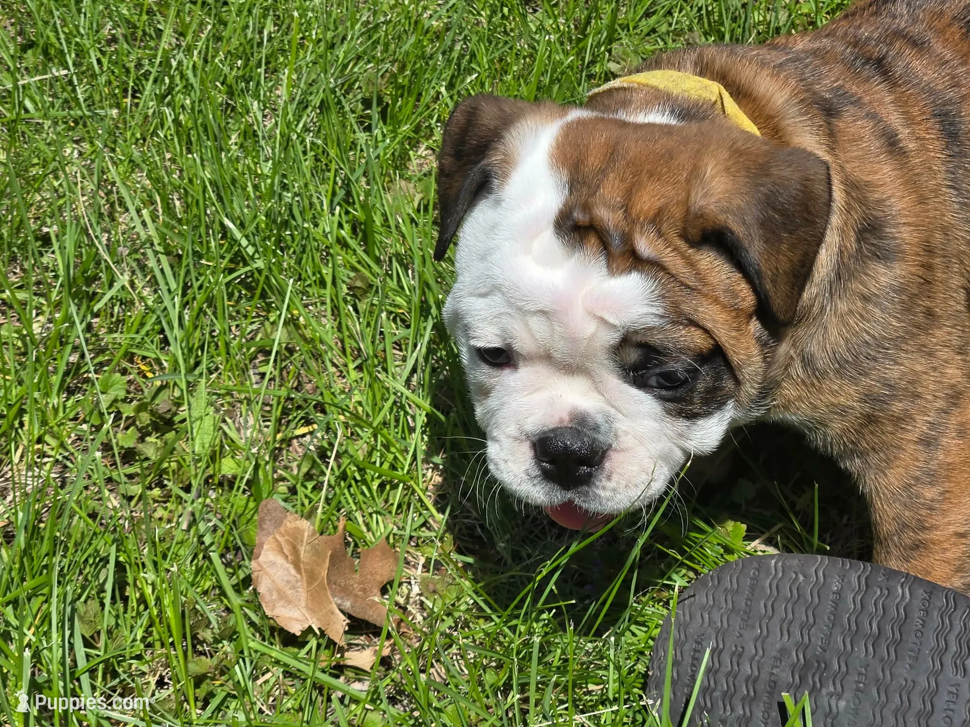Daisy , a female English Bulldog for sale in Swisher, IA – 1 of 4
