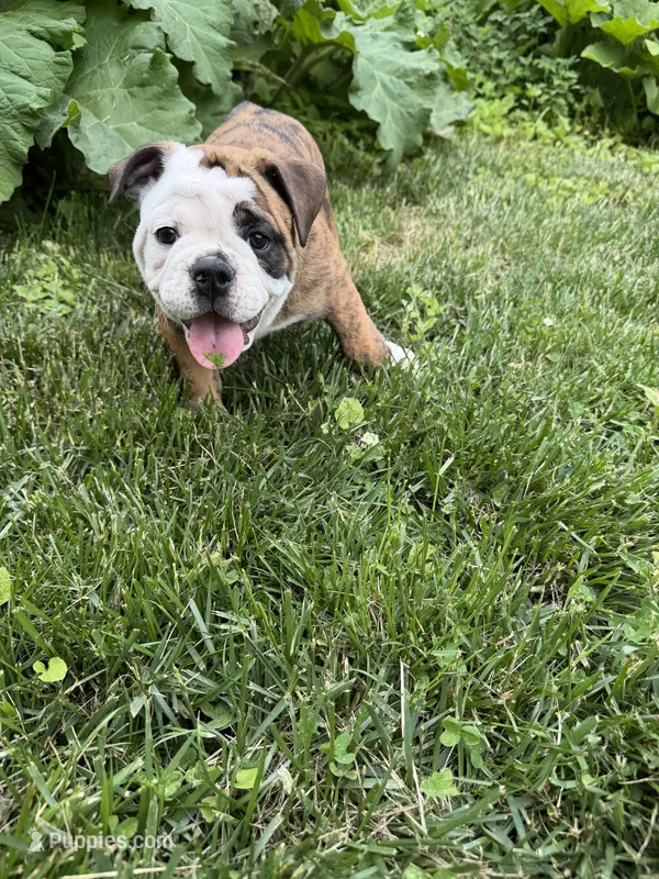 Daisy  – English Bulldog puppy for sale in Swisher, IA