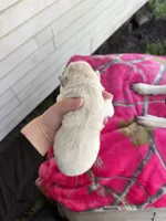 White tan girl, a female Great Pyrenees and Siberian Husky for sale in Edna, TX – 6 of 6