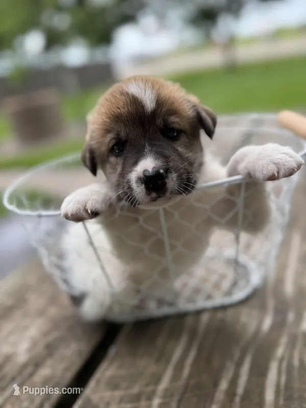 Tricolored boy – Great Pyrenees, Siberian Husky puppy for sale in Edna, TX
