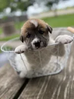 Tricolored boy, a male Great Pyrenees and Siberian Husky for sale in Edna, TX – 1 of 9