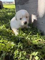 White tan girl, a female Great Pyrenees and Siberian Husky for sale in Edna, TX – 2 of 8