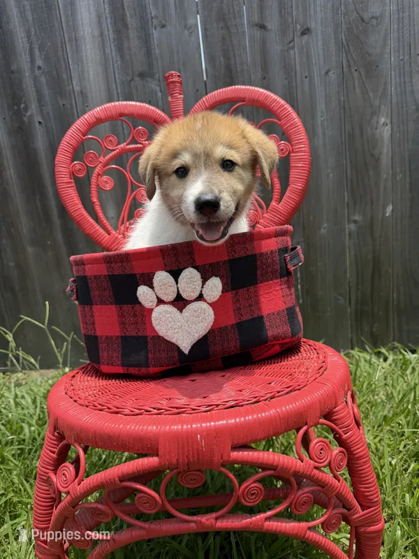 Ranger  – Great Pyrenees, Siberian Husky puppy for sale in Edna, TX