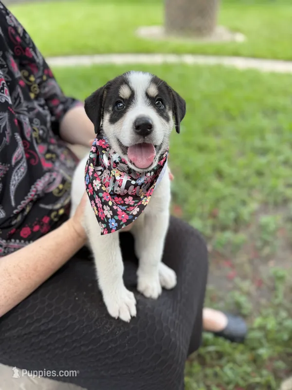 Spotz – Great Pyrenees, Siberian Husky puppy for sale in Edna, TX