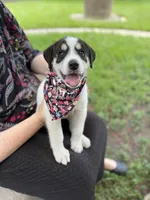 Spotz, a female Great Pyrenees and Siberian Husky for sale in Edna, TX – 1 of 9