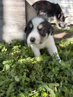 Black and white girl, a female Great Pyrenees and Siberian Husky for sale in Edna, TX – 6 of 8