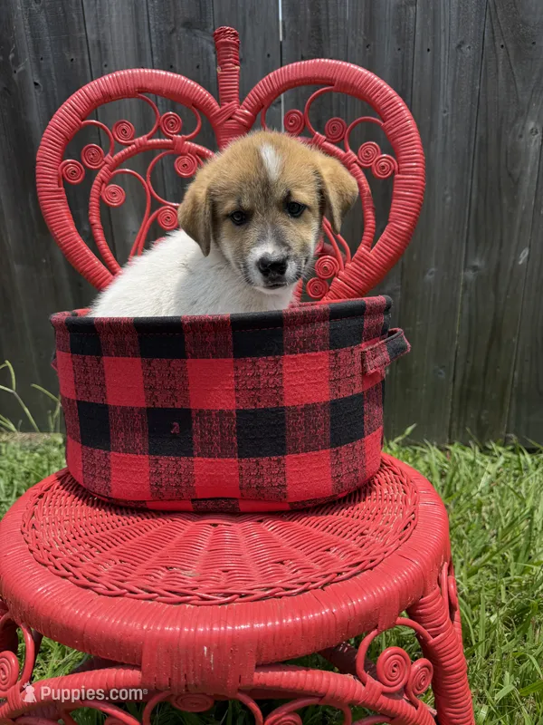 Stormy – Great Pyrenees, Siberian Husky puppy for sale in Edna, TX